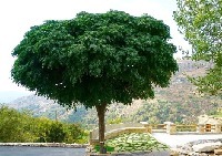 millim36's الصورة الرمزية