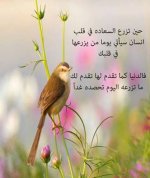 ashraf hussein's الصورة الرمزية