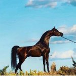 omar303's الصورة الرمزية