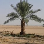 نخل ونيجلاوزهور's الصورة الرمزية