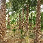 ابوحاشد لتوريد النخيل's الصورة الرمزية