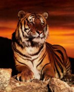 الخيّـام's الصورة الرمزية