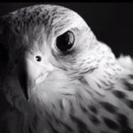 Naif_99's الصورة الرمزية