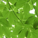 mryied's الصورة الرمزية