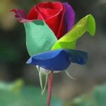 taafvip's الصورة الرمزية
