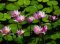 alsaleh_022