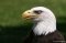 Eagle1